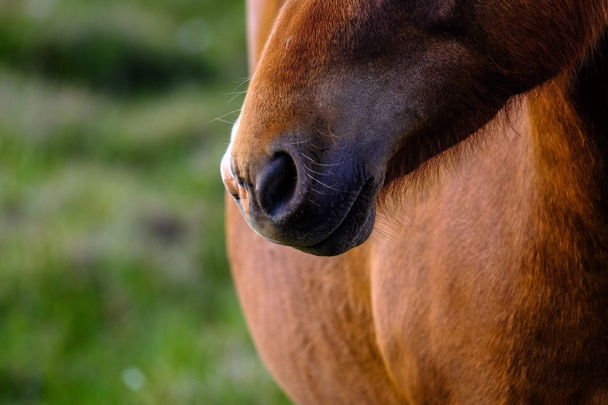 paarden-extensions-paardenextensions-horse