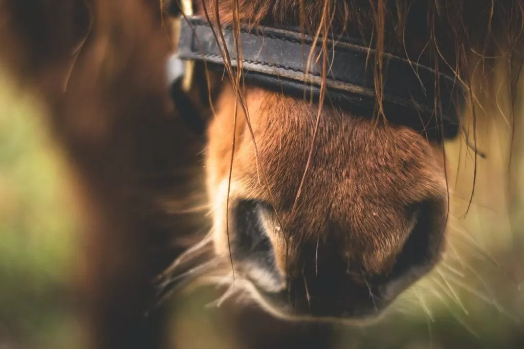zelf-paardenextensions-plaatsen