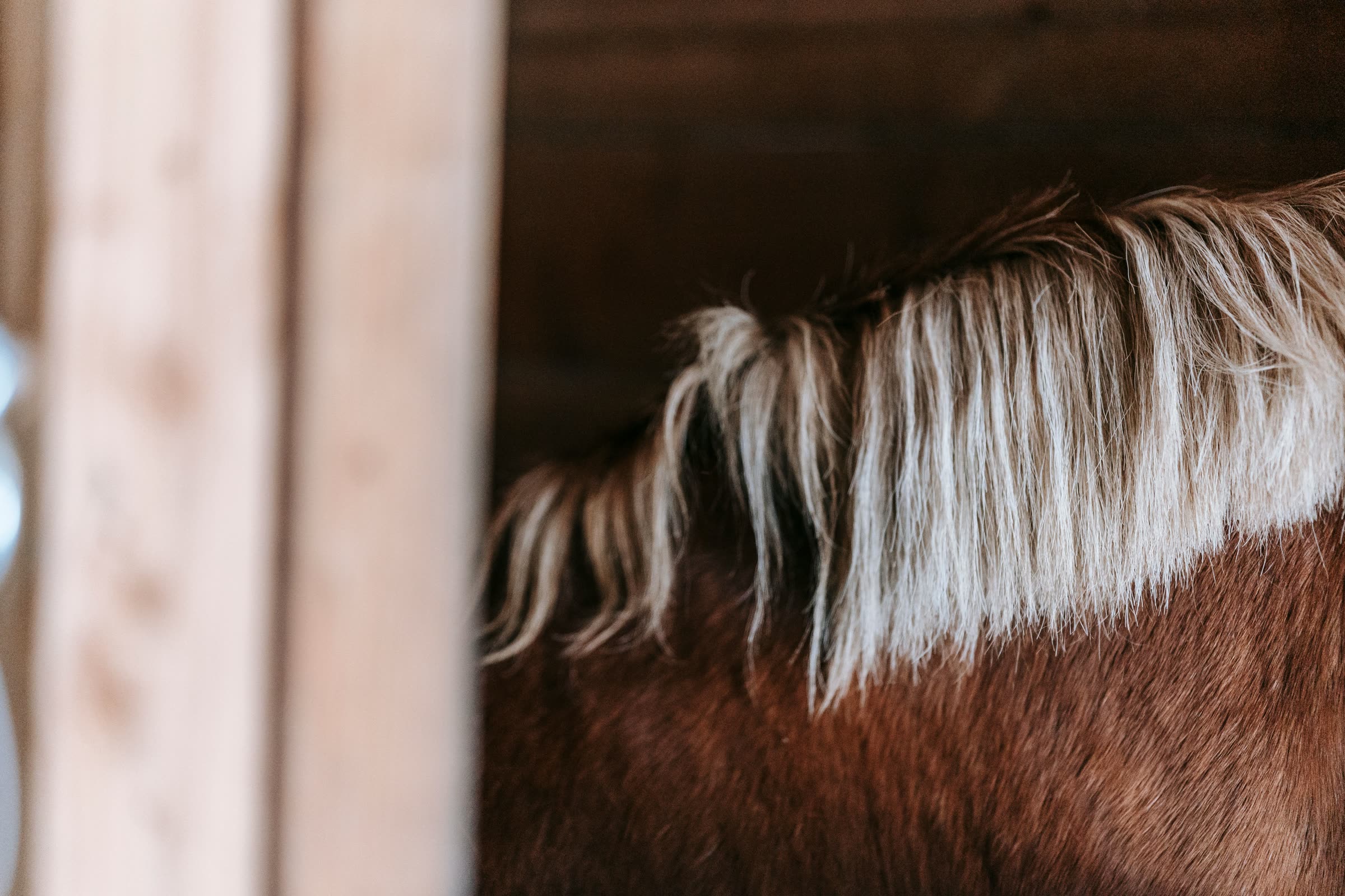 Manen van een bruin paard in de stal