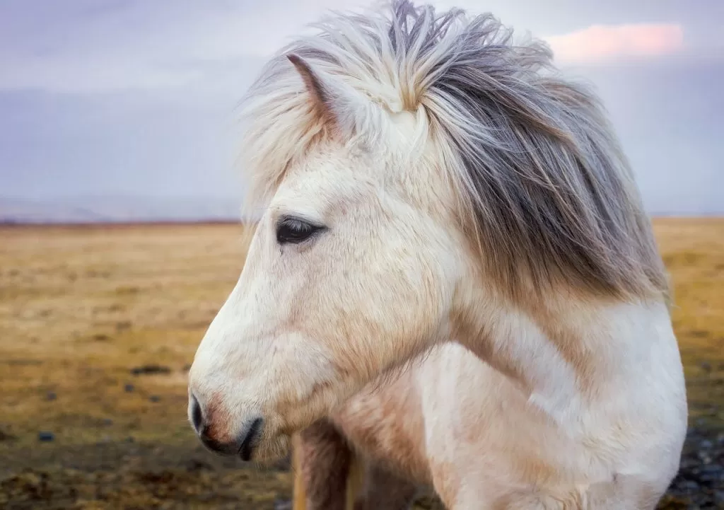 paardenhaar-paardenextensions