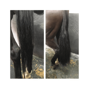 paardenhaar-extensions (14)